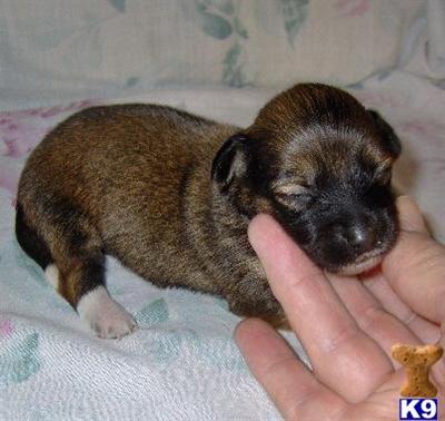 Dachshund Puppies for Sale
